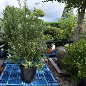 Pittosporum 'Arundel Green' 100-125 cm